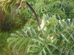 Melianthus major ugly duckling flowering